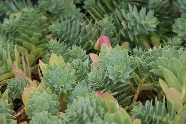 Wolfsmelk (Euphorbia myrsinites) D 9 H 10 cm