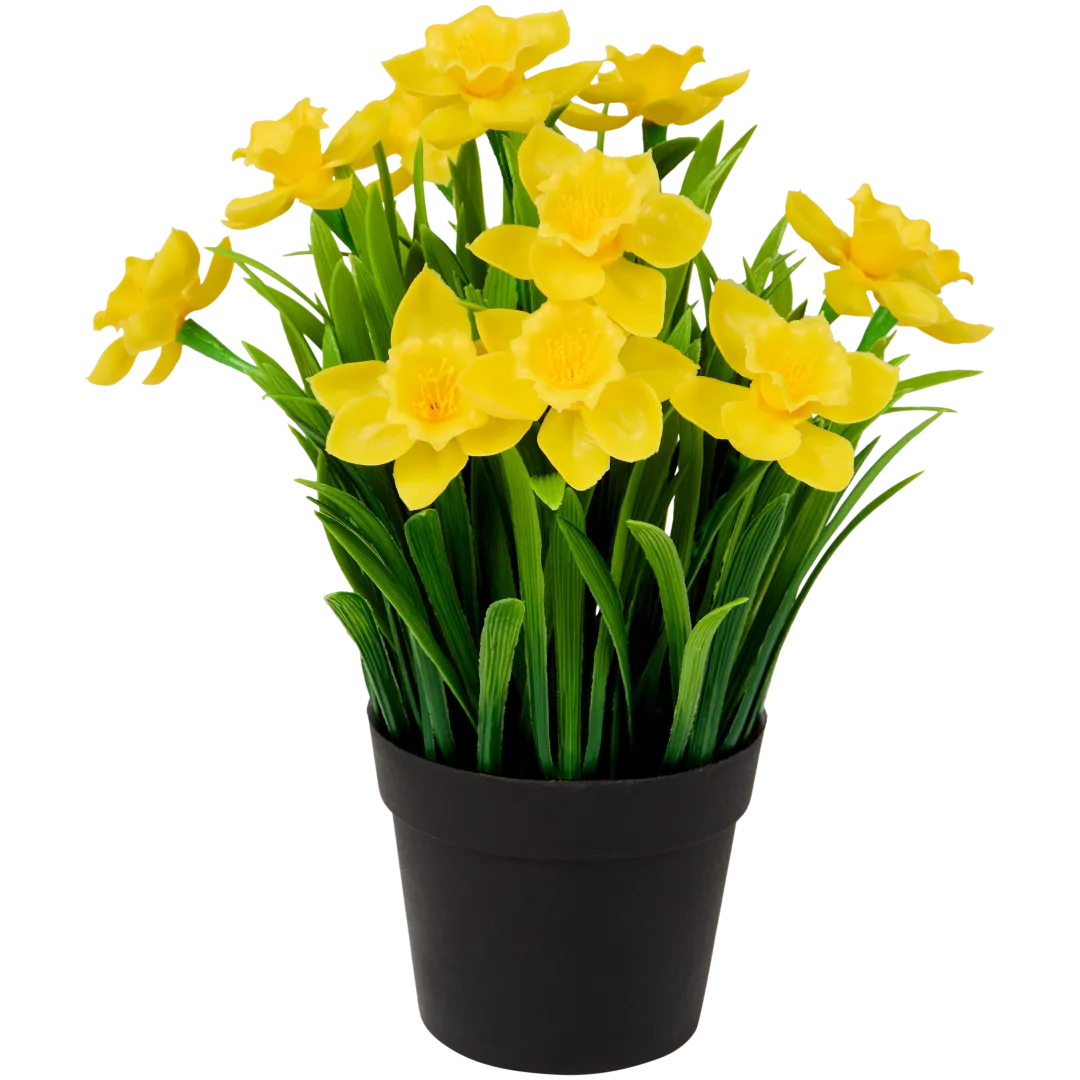 Narcissen in pot 26 cm | diverse kleuren