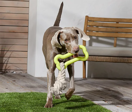 Hundespielzeug