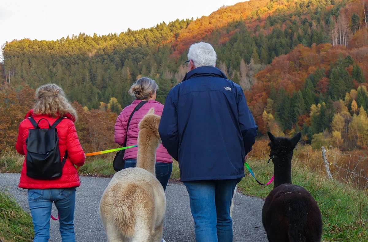 Alpaka Wanderung Kleines Wiesental