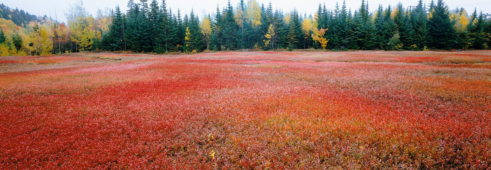 Autumn, New Brunswick, Canada by Axel M. Mosler - Limited Edition. Edition of: 150. Signed.