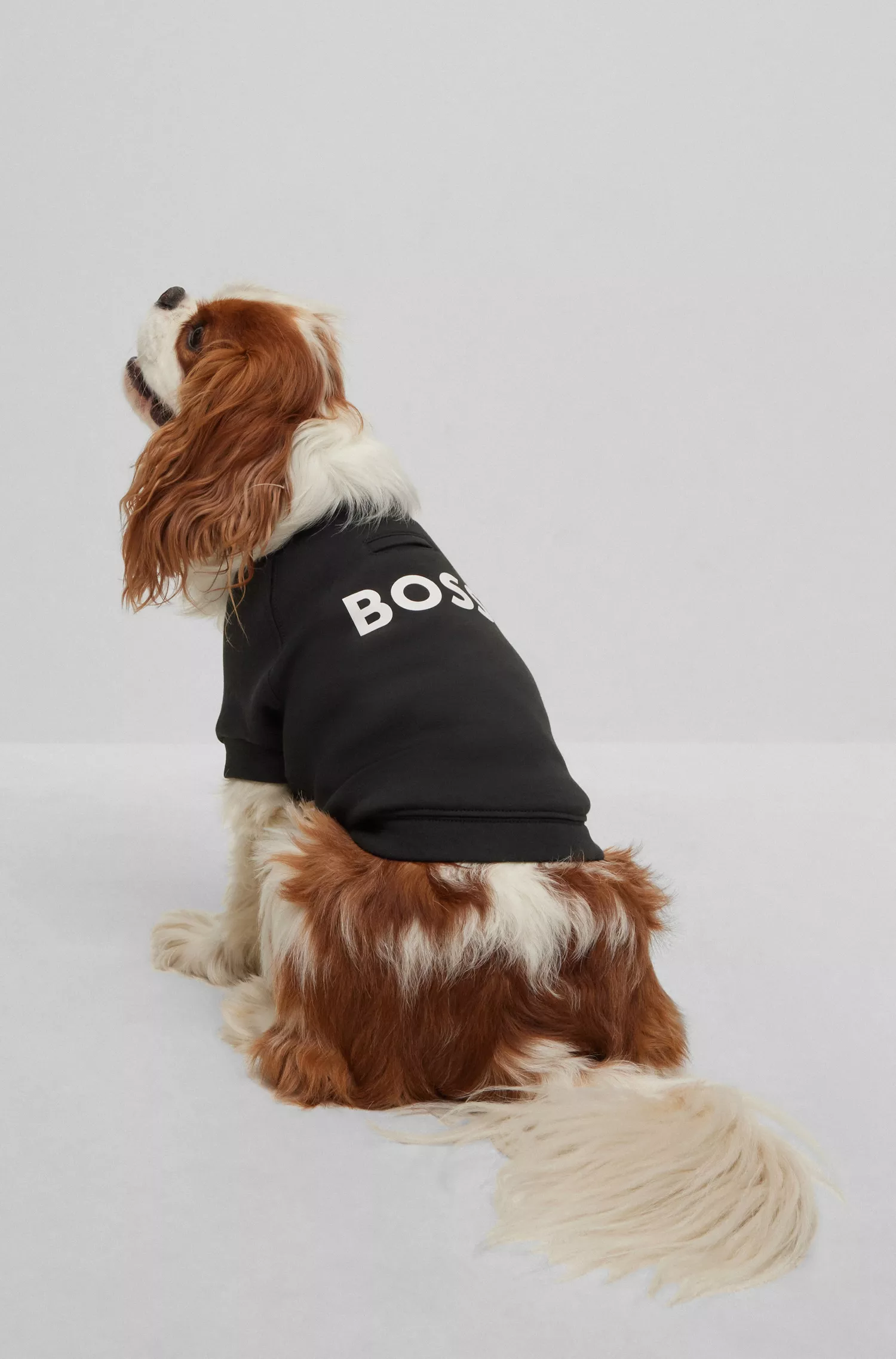 Suéter BOSS Black-Dog em mistura de algodão