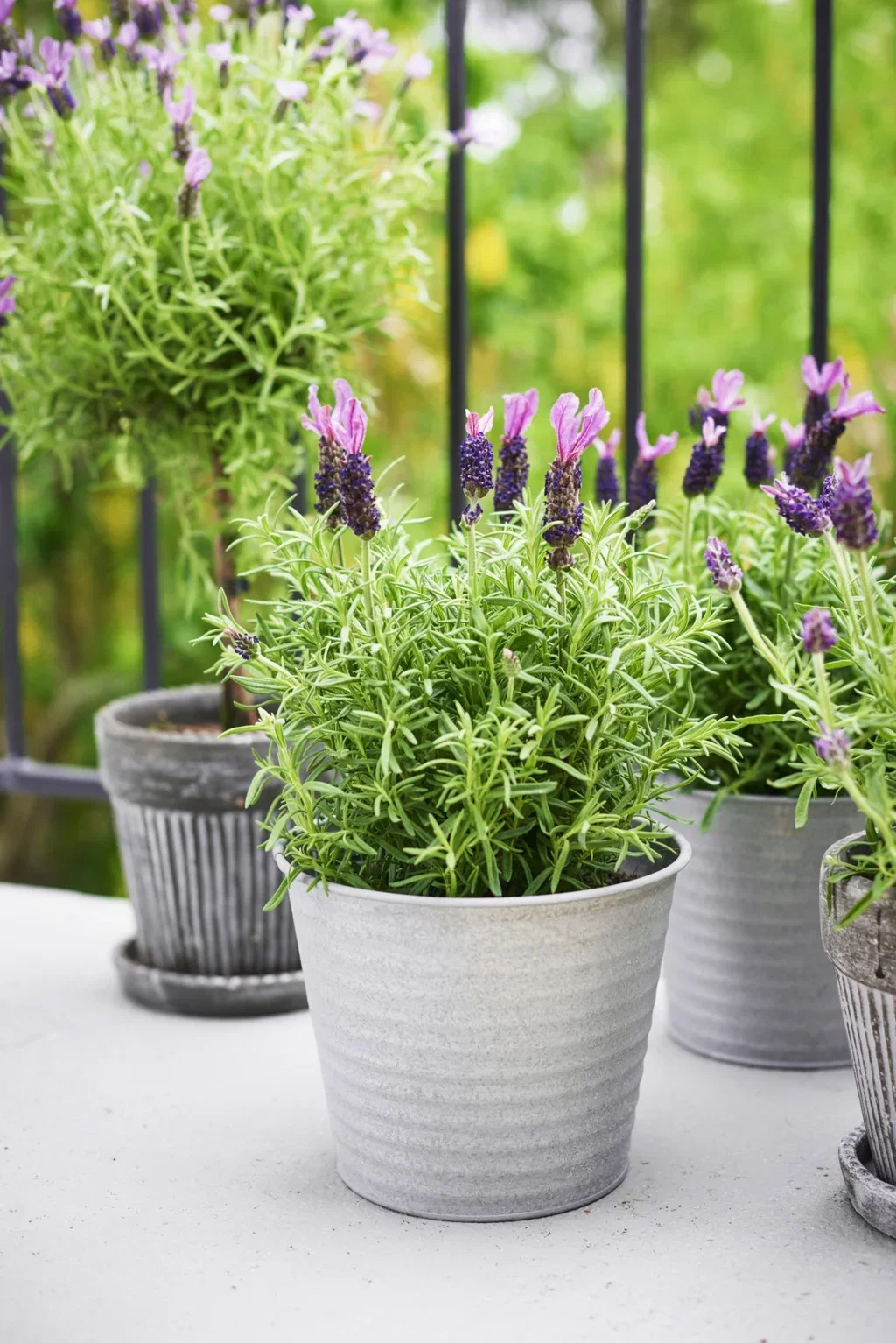Lavandula stoechas Sommerfugllavendel Ø15 cm