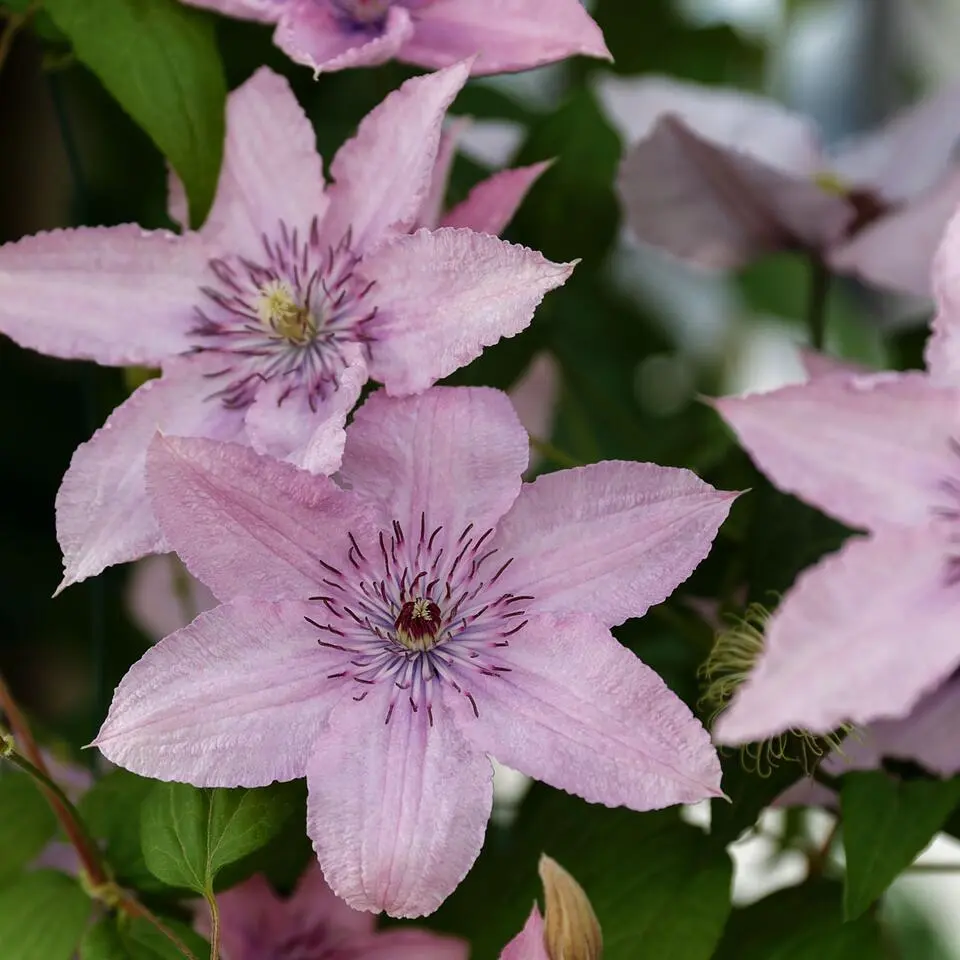 Bosrank - 2 stuks - Clematis 'Hagley Hybrid' - Hoogte 100-120cm - ⌀17cm