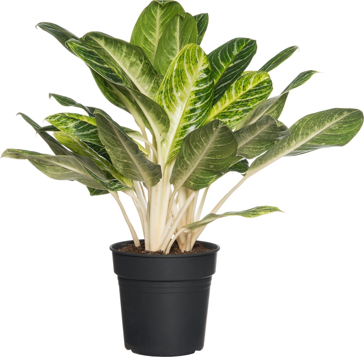 Aglaonema (Aglaonema 'Keylime') D 24 H 70 cm