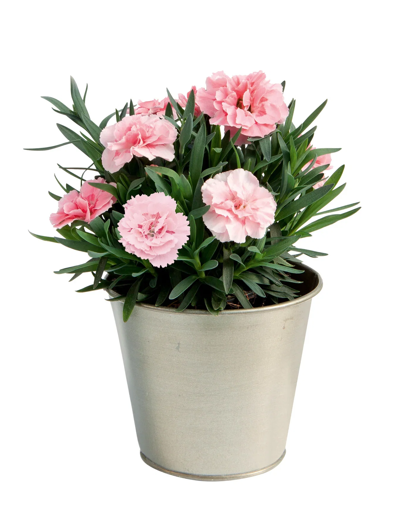 Dianthus car. 'Oscar' Purple 12 cm Hagenellik 'Oscar' Ø14 cm
