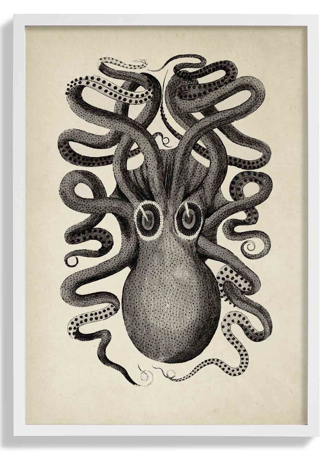 Antiker Oktopus II