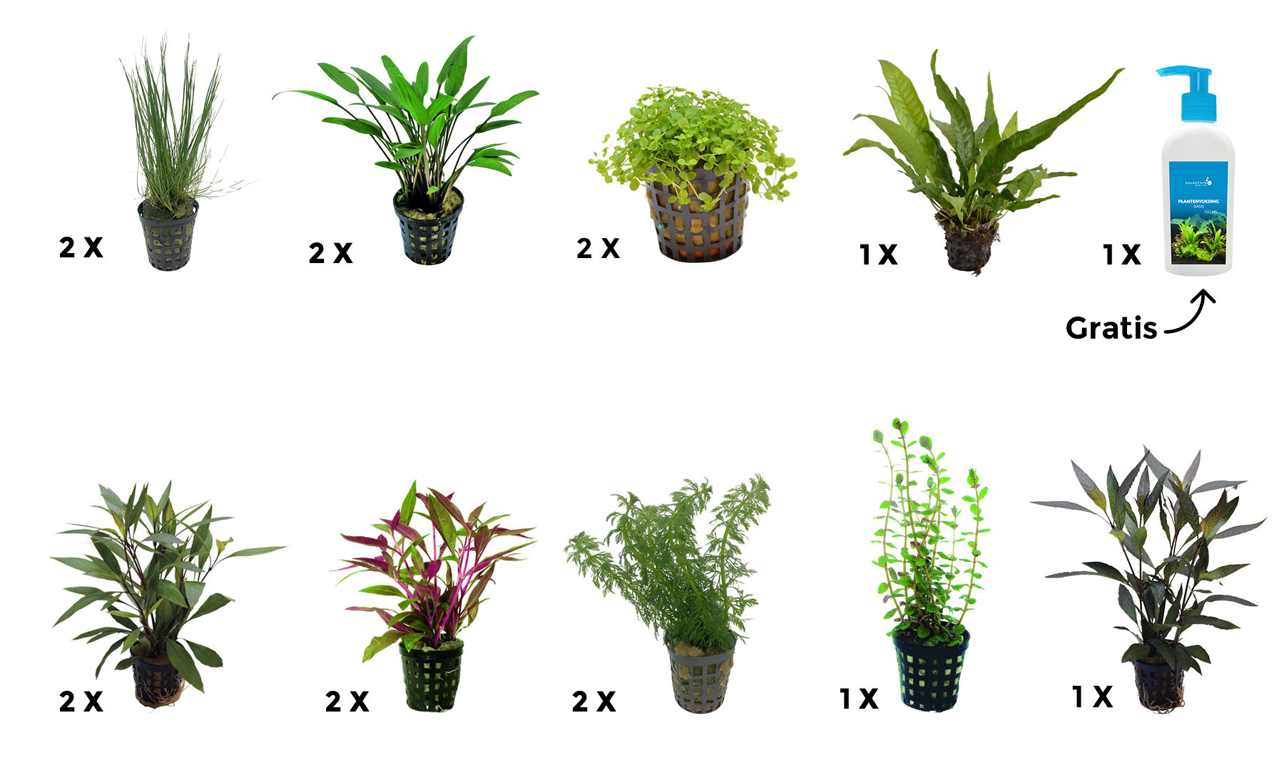 AquastoreXL Plantenpakket Extra Large 1 | Aquariumplanten