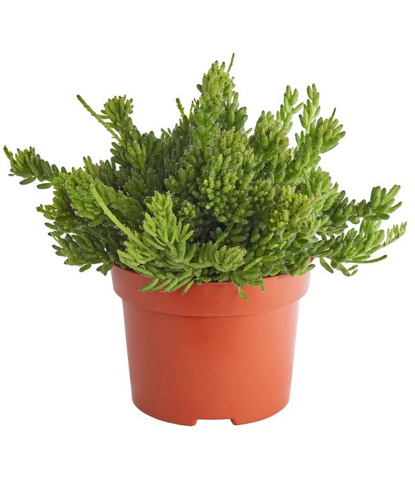 Korallenkaktus - Rhipsalis cassutha,