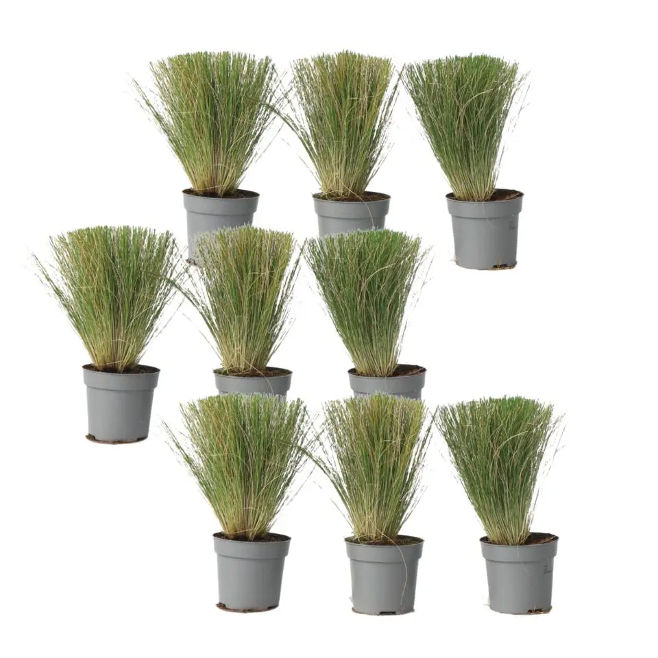 Vedergras - Set van 9 - Stipa tenuifolia 'Pony Tails' - Hoogte 20-30cm - ⌀9cm