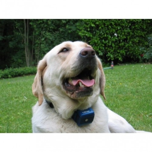 Coleira azul para cães Canicalm