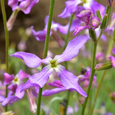 Blumensamen Duftende Blumen