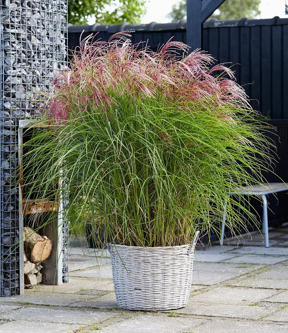 Miscanthus 'Red Cloud®'