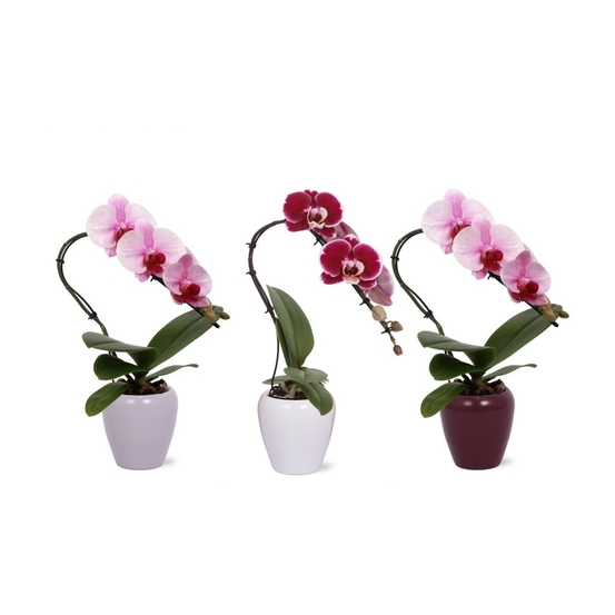 Orchidée Phalaenopsis Cygne - coupe céramique D9 cm