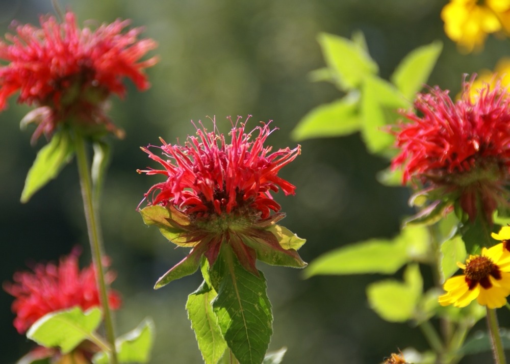 Kit cadeau - monarde - 20 graines - monarda didyma