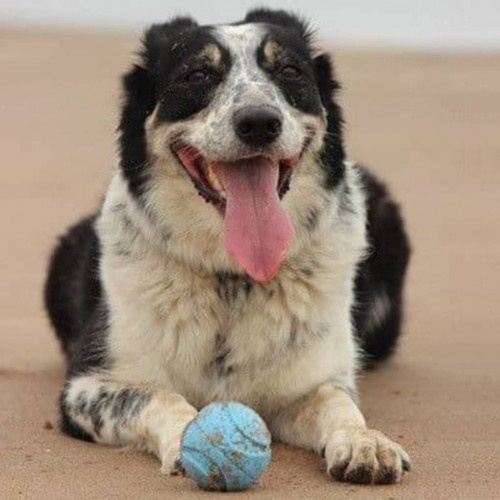 Brinquedo laranja para cachorro buscar
