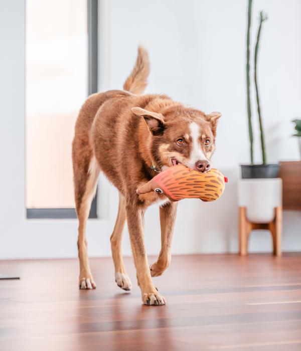 Red Dingo Hundespielzeug DURABLES Toys