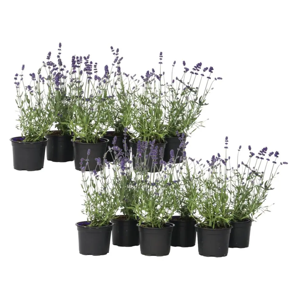Lavendel - Set van 12 - Lavandula angustifolia - Hoogte 10-15cm - ⌀10,5cm