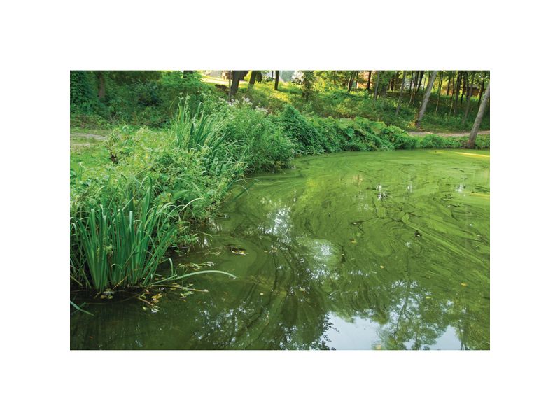OASE AquaActiv AlGo Greenaway 500 ml Grünwasserklärer