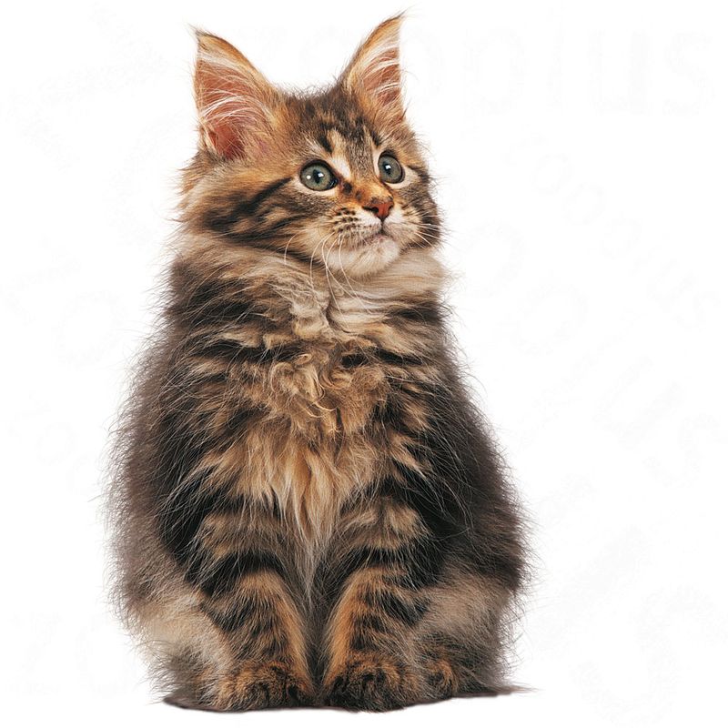 Royal Canin Kitten Maine Coon à prix discount sur bitiba.fr