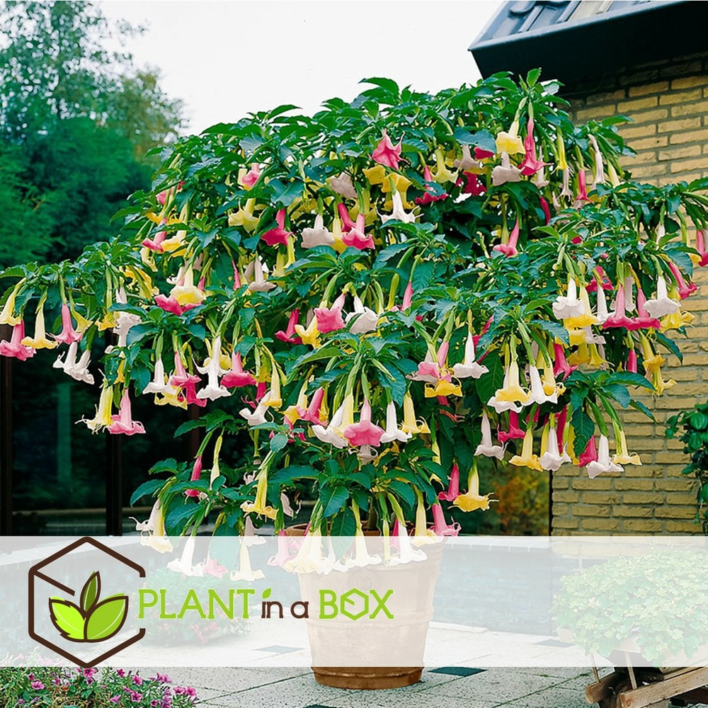 Brugmansia - mélange de 6 - fleurs de jardin - pot 9cm - hauteur 25-40cm