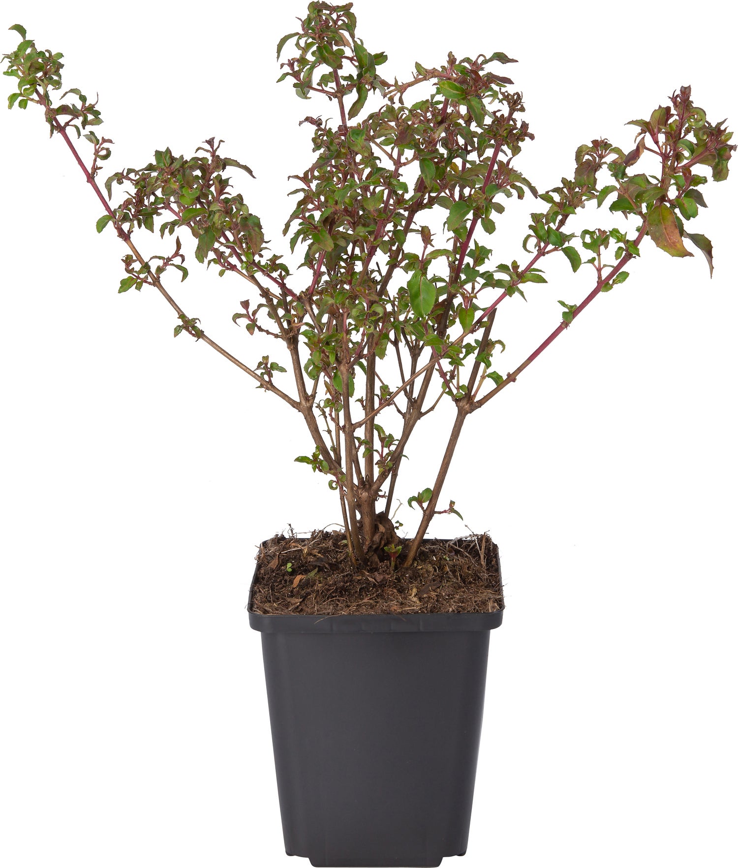 Bellenplant (Fuchsia 'Riccartonii') D 9 H 10 cm