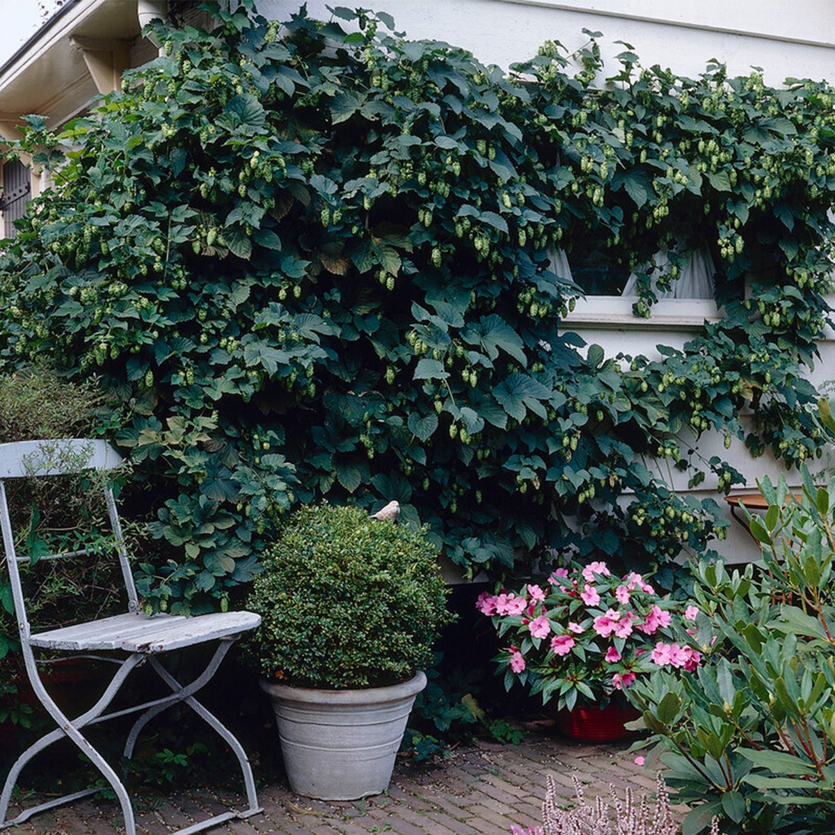 Bloomique – Humulus Lupulus – Hop plant – geschikt voor het brouwen van bier – klimplanten – tuinplanten – winterhard – potmaat 15 cm – hoogte 70–80 cm