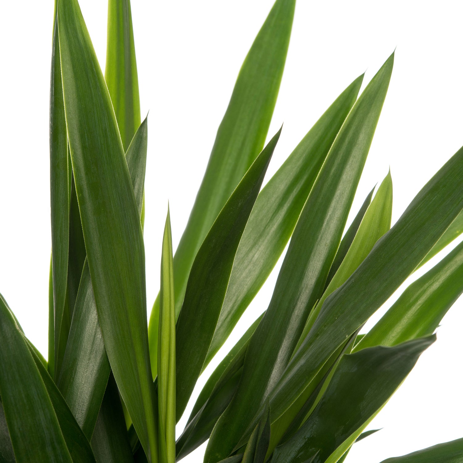 Yucca (Yucca 'Maya Tree') D 19 H 60 cm