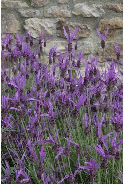 Vlinderlavendel (Lavandula stoechas 'Pedunculata') D 9 H 10 cm