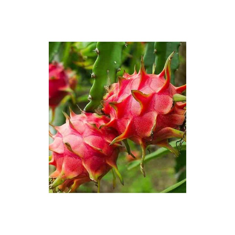 Pitaya hylocereus h. American beauty (pitaya ou fruit du dragon) jaune - taille pot de 4 litres ? 40/60 cm