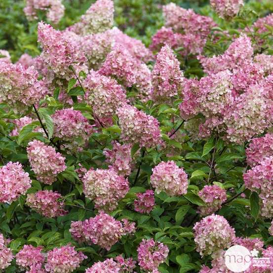 Hydrangea paniculata 'Vanille Fraise®' : Conteneur de 10 Litres Touffe