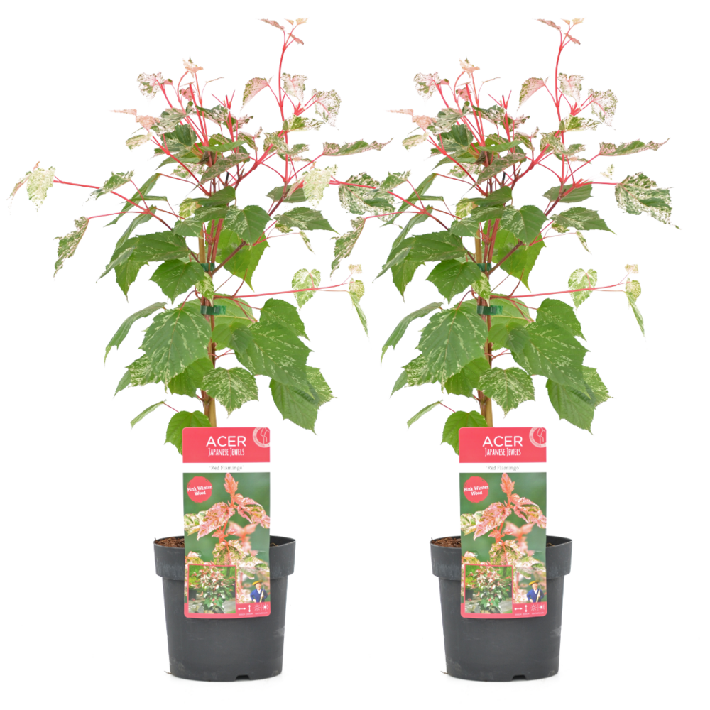 Acer conspicuum 'red flamingo' - erable - lot de 2 - pot 19cm - hauteur 50-60cm