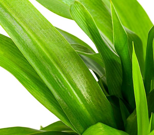 Grünlilie - Chlorophytum comosum