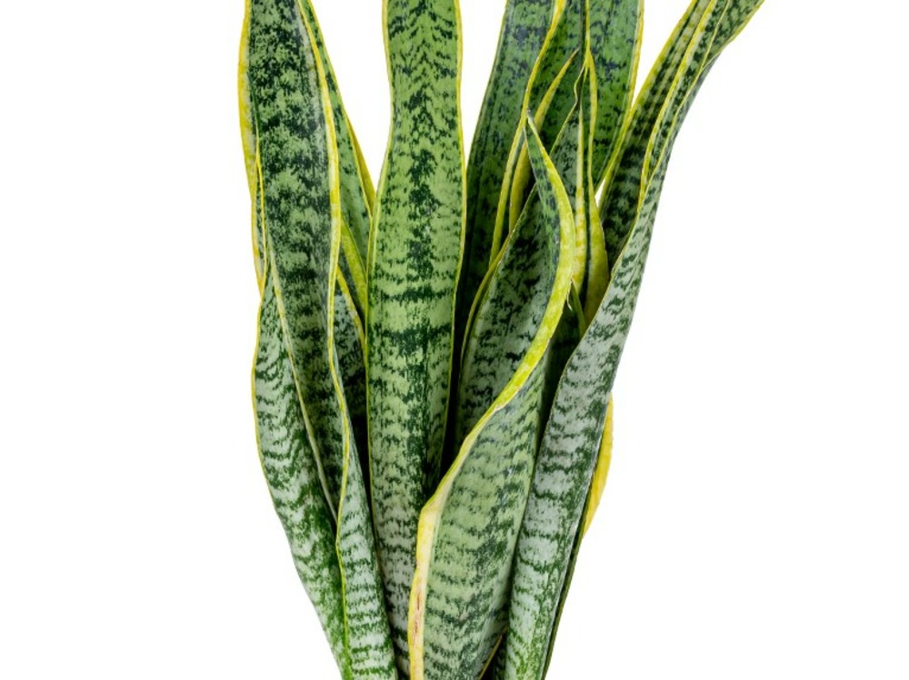 2x sansevieria 'laurentii' xl – langue de dame – succulente – facile à entretenir – ⌀17cm – ↕55-65 cm