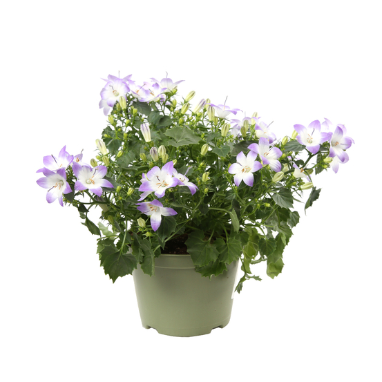 Campanule 