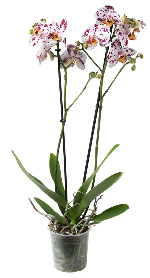 Phalaenopsis hybrid Orkidé Ø12 cm