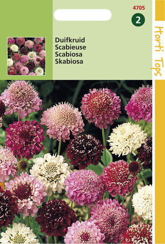 Hortitops Duifkruid Scabiosa atropurpurea - Bloemzaden