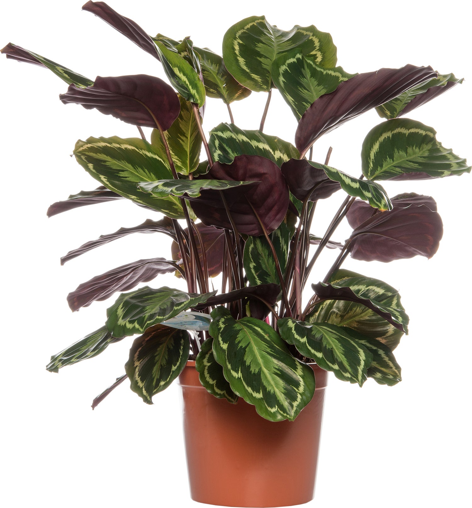 Calathea (Calathea 'Medallion') D 24 H 80 cm