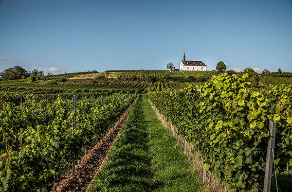 Weinbergwanderung in Schriesheim als Geschenk