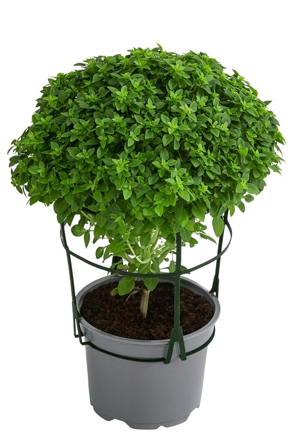 Dehner Gourmet Garten Basilikum, veredelt