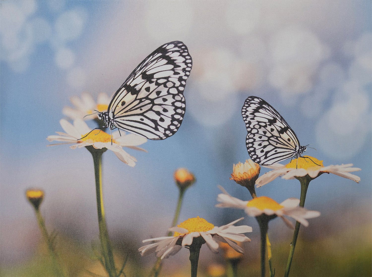 Intratuin tuinschilderij Canva witte vlinder 70 x 50 cm