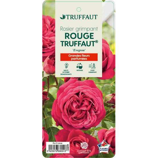 Rosier grimpant 'Rouge Truffaut®' (Evegrou) : pot de 5 litres