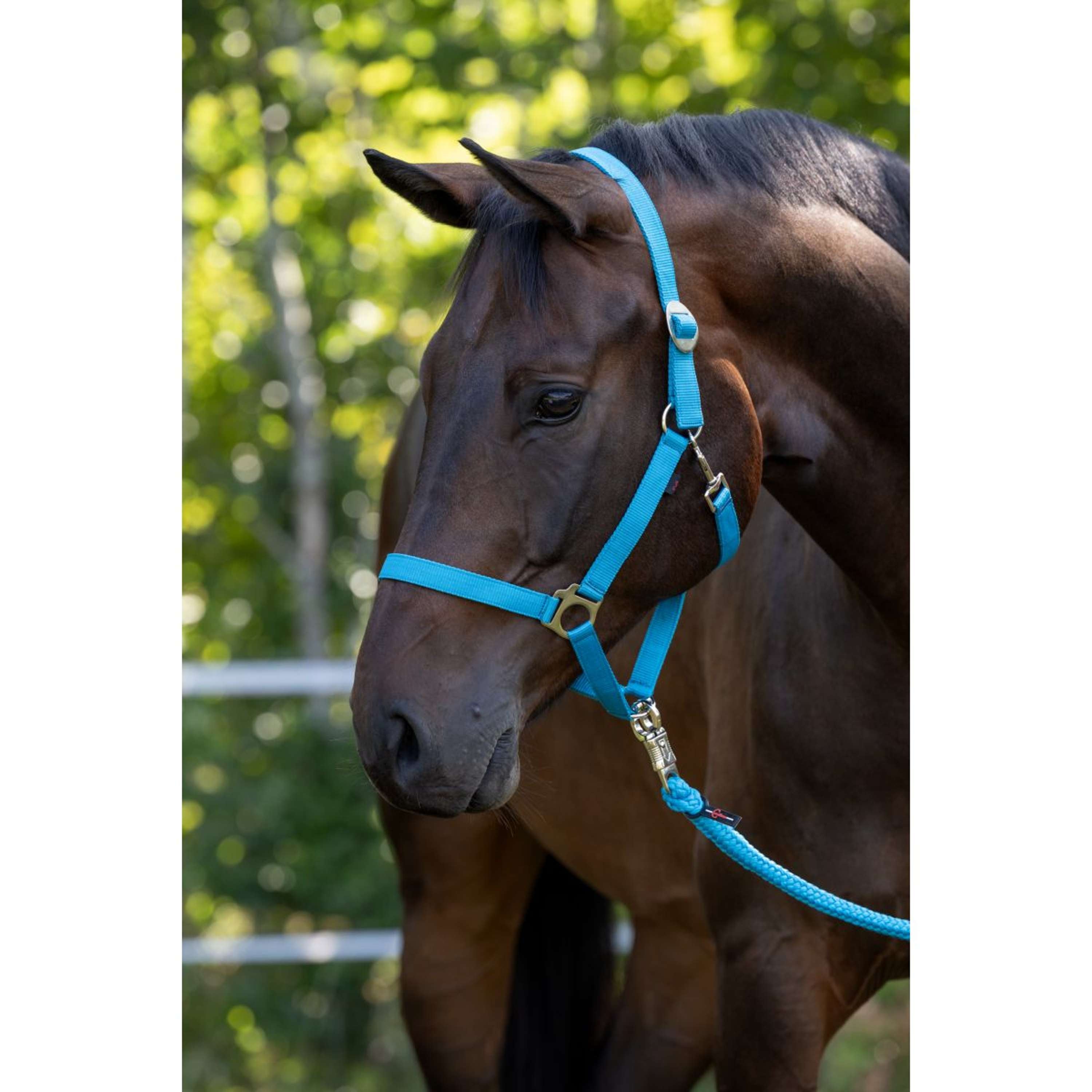 Covalliero Halster Hippo Blauw