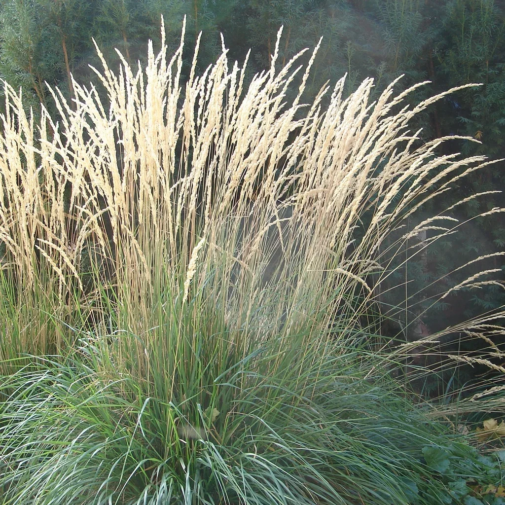 Calamagrostis x acutiflora 'Karl Foerster' Hagerørkvein 'Karl Foerster' Ø19 cm