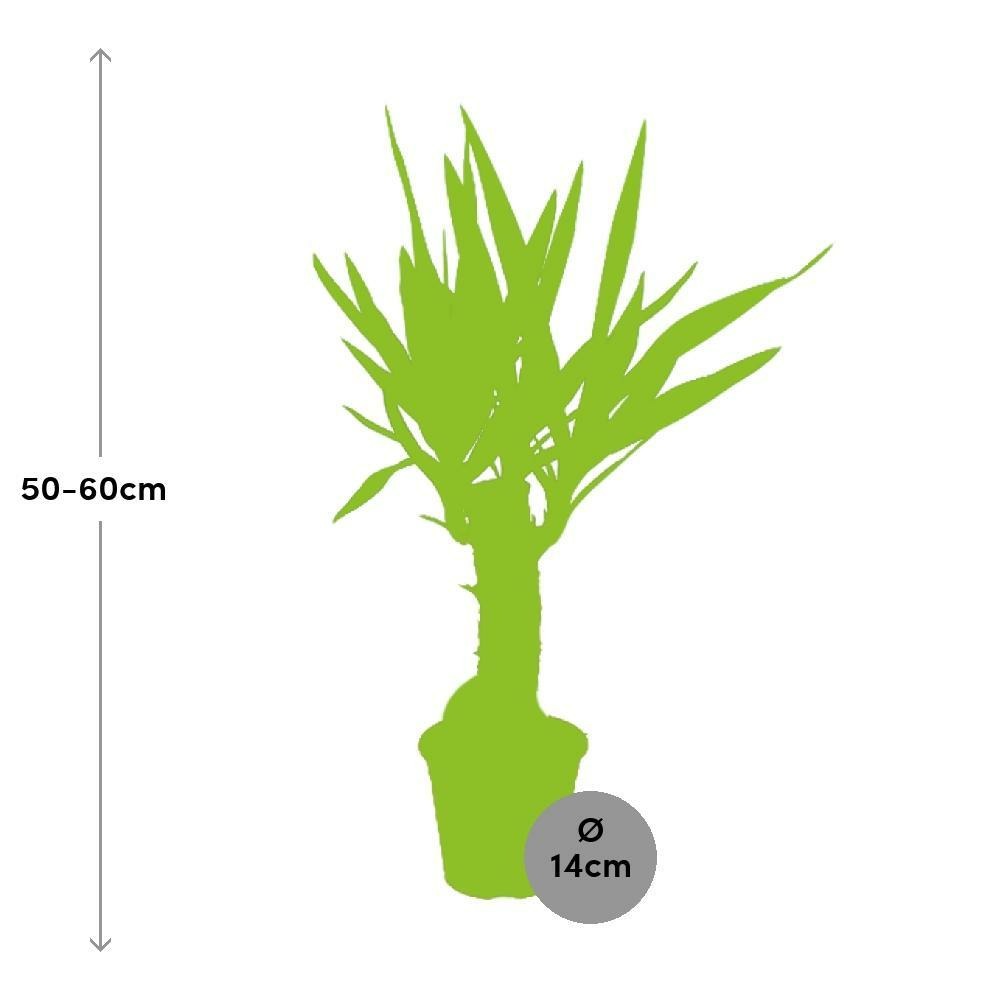 Plante d'intérieur - yucca elephantipes 60.0cm