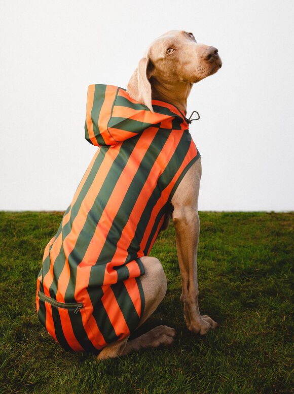 Capa de chuva personalizável para cães - Laranja