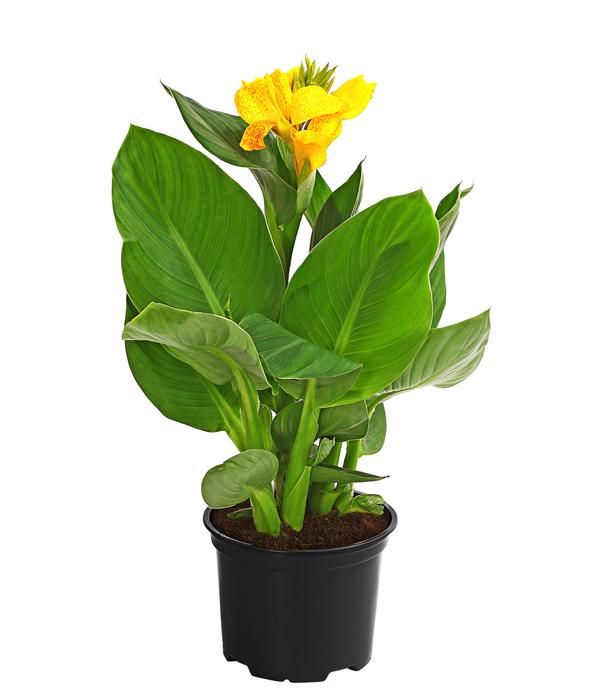 Indisches Blumenrohr, verschiedene Sorten