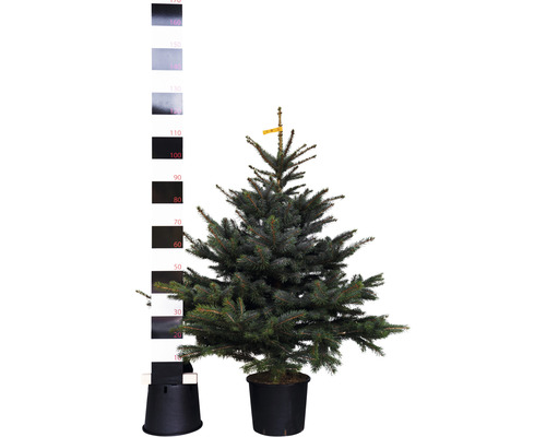 Blauwe spar, blauwe Colorado blauwe spar H 100-125 cm Co 10 L Kerstboom, gesnoeid en in pot