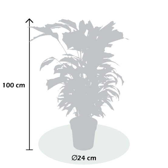 Palmier, Caryota Mitis - pot D24cm