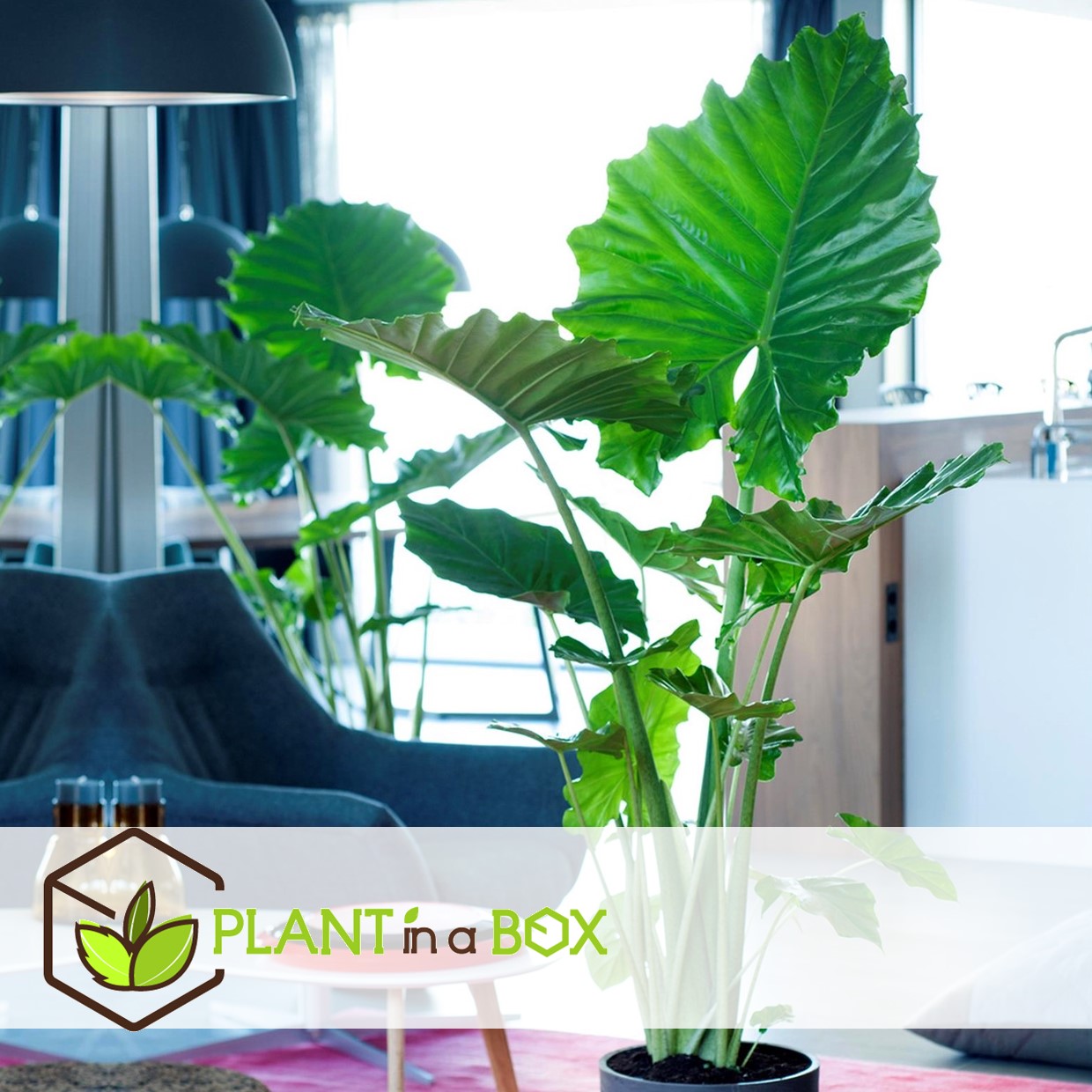 Alocasia macrorrhiza - set de 2 - pot 17cm - hauteur 60-70cm